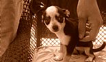 Click to view album. - Our newest member of the family.