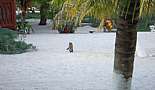 Cozumel, Playa del Carmen and Tulum, Mexico - February 2008 - Click to view photo 163 of 181. 