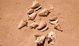 Cayman Islands -  August, September 2010 - Click to view photo 17 of 90. Conch shells I found on the beach - Breakers, Grand Cayman