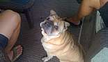 Puppy Dog - August 12, 1996 to October 19, 2009 - Click to view photo 11 of 12. 