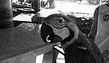 A Month in Paradise - Cayman Islands - August 2011 - Click to view photo 149 of 274. Parrots at Billy Bones