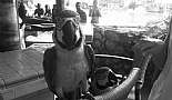 A Month in Paradise - Cayman Islands - August 2011 - Click to view photo 151 of 274. Parrots at Billy Bones