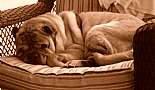 Puppy Dog - August 12, 1996 to October 19, 2009 - Click to view photo 6 of 12. 