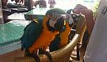 A Month in Paradise - Cayman Islands - August 2011 - Click to view photo 150 of 274. Parrots at Billy Bones