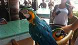 Parrots at Billy Bones