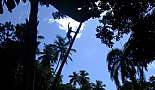 Local climbing coconut tree - Santa Barbara de Samana, Dominican Republic