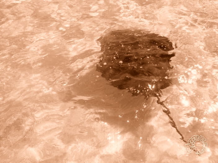 Cayman Islands -  August, September 2010