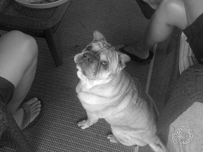 Puppy Dog - August 12, 1996 to October 19, 2009