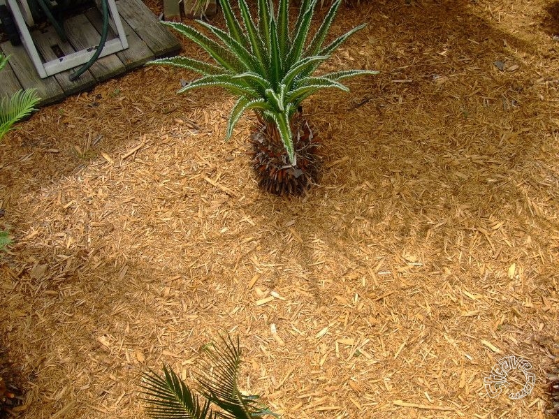Pool, Patio & Garden